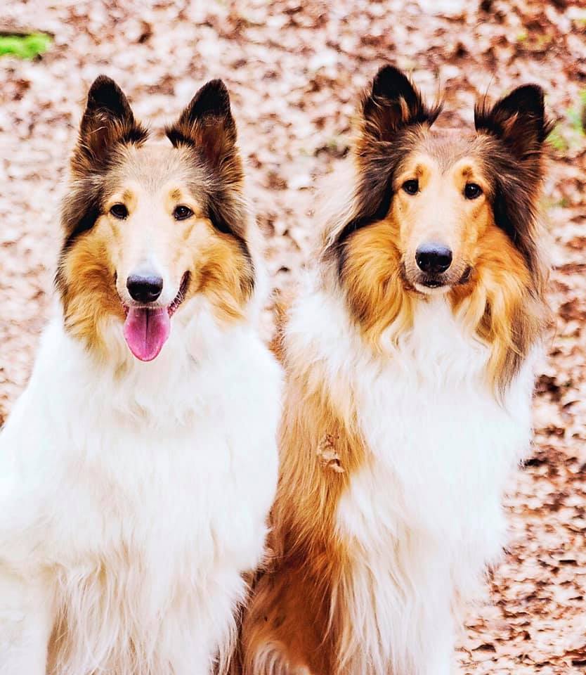 two rough collies